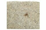 Detailed Fossil March Fly (Plecia) w/ Legs - Wyoming #244986-1